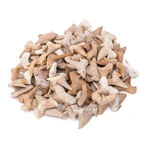 Small Moroccan Shark Tooth Fossil Shark Teeth 1 In For Jewelry Making Wire Wrap